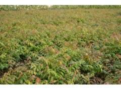 供應北欒苗報價，北欒苗基地報價，山西北欒苗報價