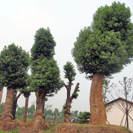 供应香樟树还是供应香樟树价格湖南