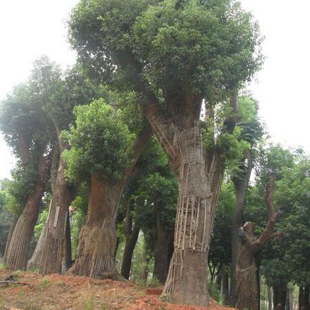 供应湖南移植香樟树价格