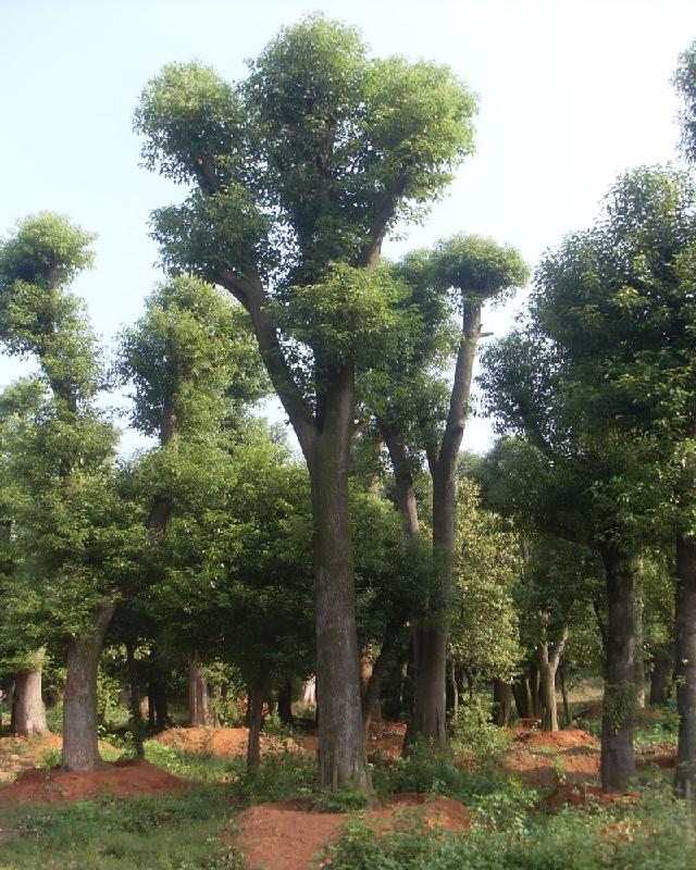 供应移栽香樟和移植香泡等系列苗木