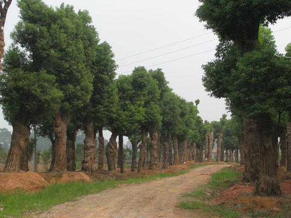 湖南移栽香樟基地专供移植二年香樟