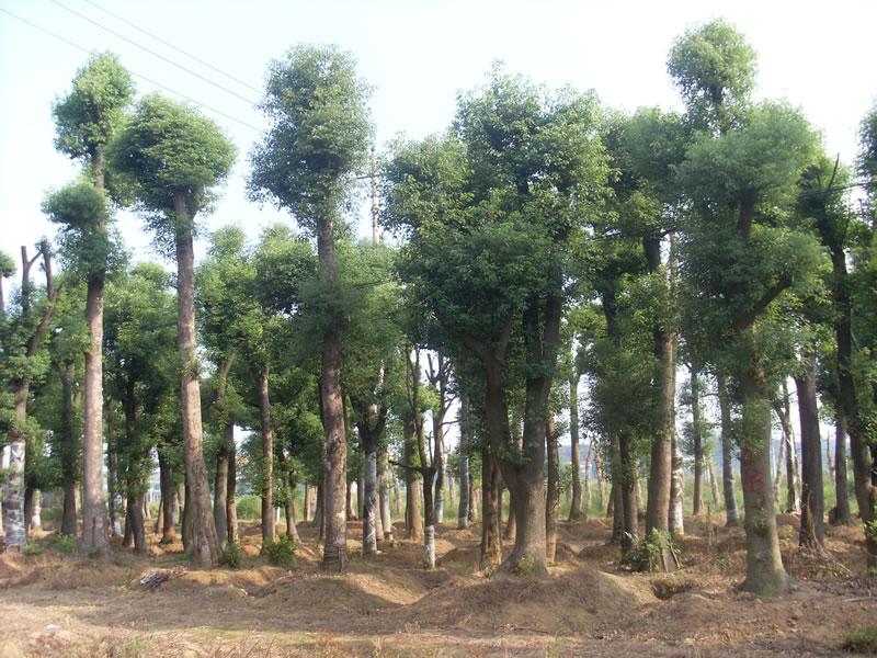 供应移栽香樟树1移栽香樟树1移植香樟树1移栽香樟树