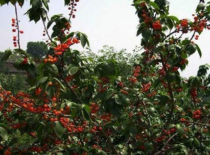 供应南方地区种植什么大樱桃车厘子