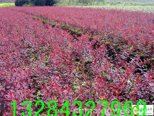 陳剛苗木批發(fā)@現貨@多少錢@哪家好@種植基地