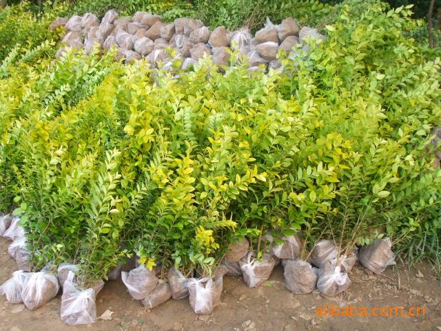 陳剛苗木批發(fā)@現貨@多少錢@哪家好@種植基地