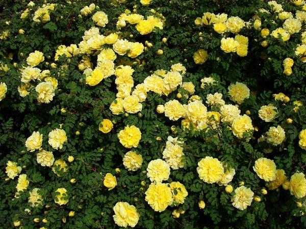 陳剛苗木批發(fā)@現貨@多少錢@哪家好@種植基地