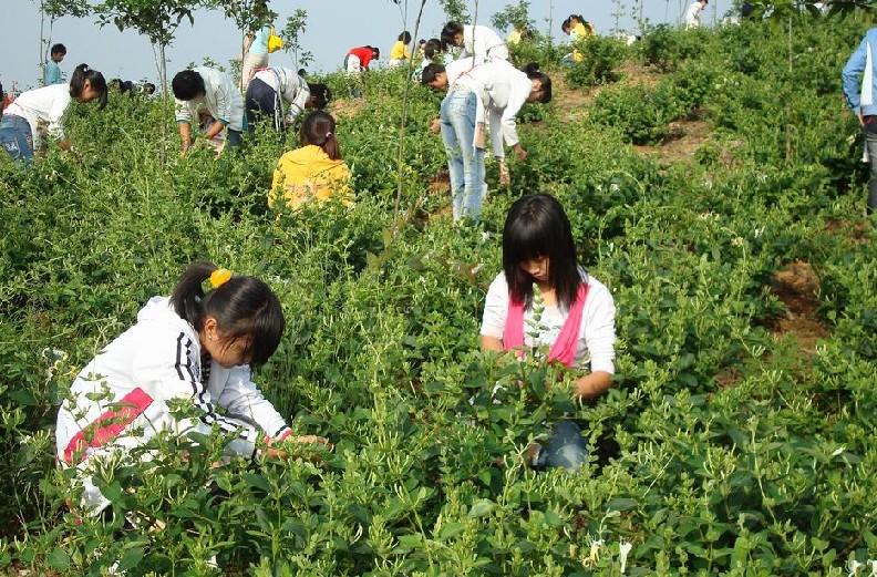 供应金银花枝条种植,金银花枝条,杭白菊,胎菊,金银瓜叶图片