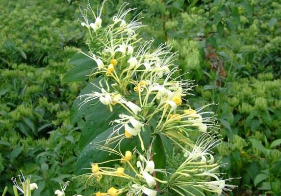 供应邢台巨花一号金银花,邢台巨花一号金银花价格,邢台巨花一号