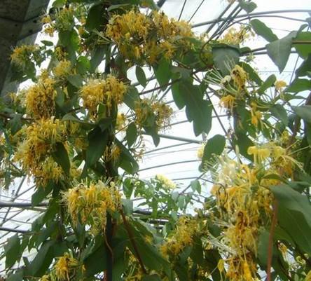 供应巨花一号金银花基地，巨花一号金银花苗圃基地，巨花一号金银花