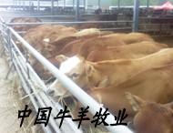 供应黄牛肉牛养殖种牛育肥公牛引种到中国牛羊牧业黄牛A肉牛养殖A种图片