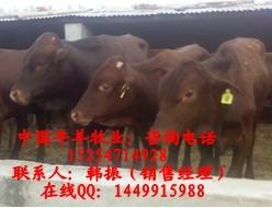 济宁市黄牛A肉牛养殖A种牛A育肥公牛厂家