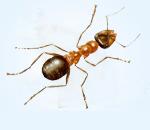 殺蟲圖片/殺蟲樣板圖 (4)