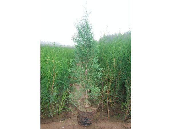 供應(yīng)側(cè)柏苗連翹苗扶芳藤苗