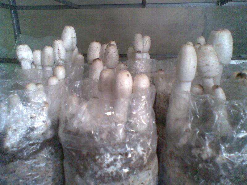 供應濟南食用菌蘑菇菌種