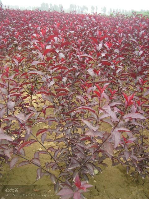 供應(yīng)紫葉矮櫻，紫葉矮櫻價格，紫葉矮櫻小苗，叢生紫葉矮櫻