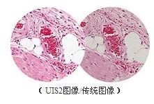 供应奥林巴斯临床显微镜BX41