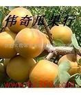 供應(yīng)陜西金太陽杏產(chǎn)地批發(fā)-金太陽杏出售價(jià)格