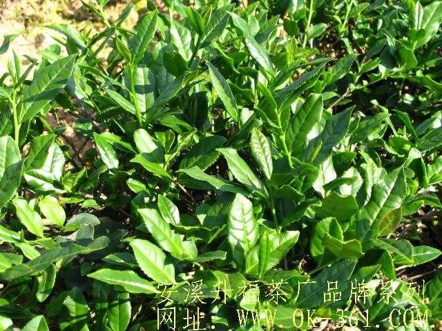 供應正味觀音王