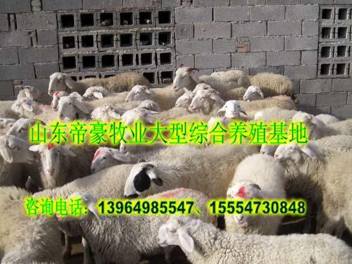 供應(yīng)寧德養(yǎng)羊效益如何寧德養(yǎng)羊利潤(rùn)高嗎