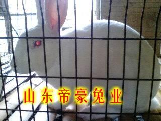 遼寧有賣獺兔的嗎遼寧獺兔價格行情圖片/遼寧有賣獺兔的嗎遼寧獺兔價格行情樣板圖 (2)