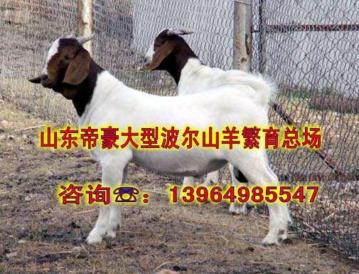 供應*的價格河南有賣波爾羊的嗎