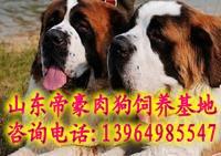 廣西肉狗價(jià)格廣西養(yǎng)肉狗賺錢嗎圖片