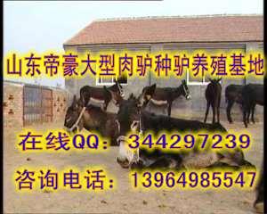 供应新疆有养肉驴吗新疆养肉驴能赚钱吗新疆肉驴养殖场在什么地方图片