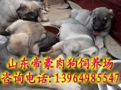 供應(yīng)山東買*去哪里山東*市場價(jià)格山東有*狗*寵物狗的嗎
