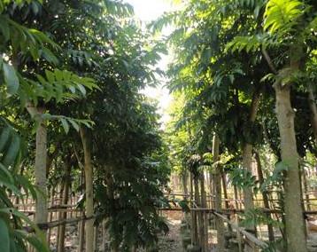 供應(yīng)人面子種子報(bào)價(jià)多少