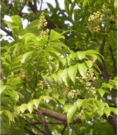 供應人面子種子批發(fā)價格