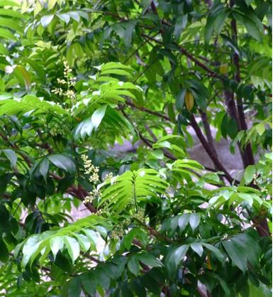 供應(yīng)人面子種子直銷(xiāo)