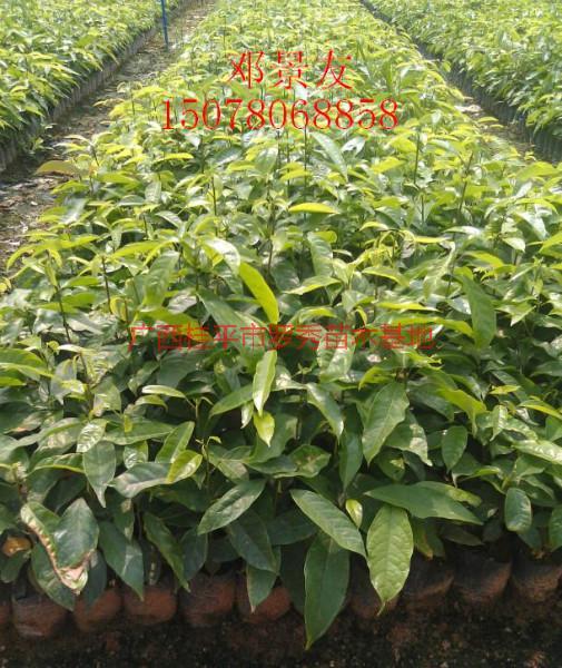 供應(yīng)假蘋婆苗木種植技術(shù)，假蘋婆苗木價格
