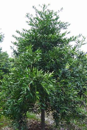 供應(yīng)竹柏小苗