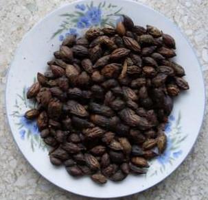 供應(yīng)美麗異木棉批發(fā)商