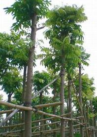 供應(yīng)人面子種子直銷(xiāo)