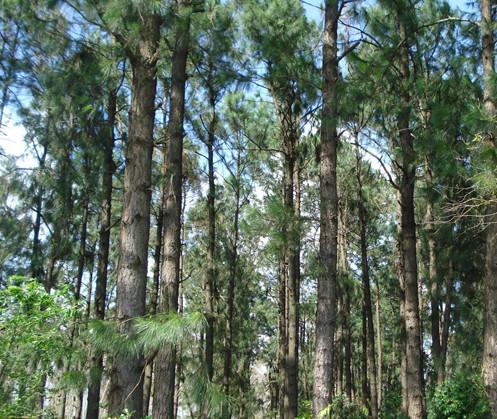 供應(yīng)2014年加勒比松