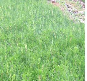 供應(yīng)2014年加勒比松