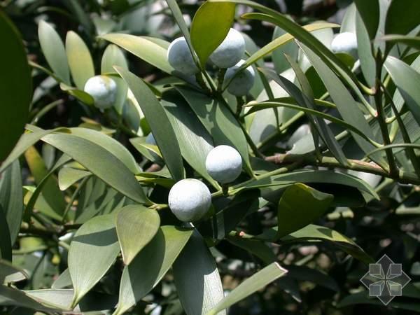 供應(yīng)竹柏小苗