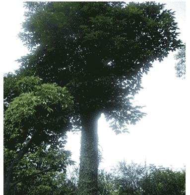 供應(yīng)廣西玉林秋楓種子供應(yīng)