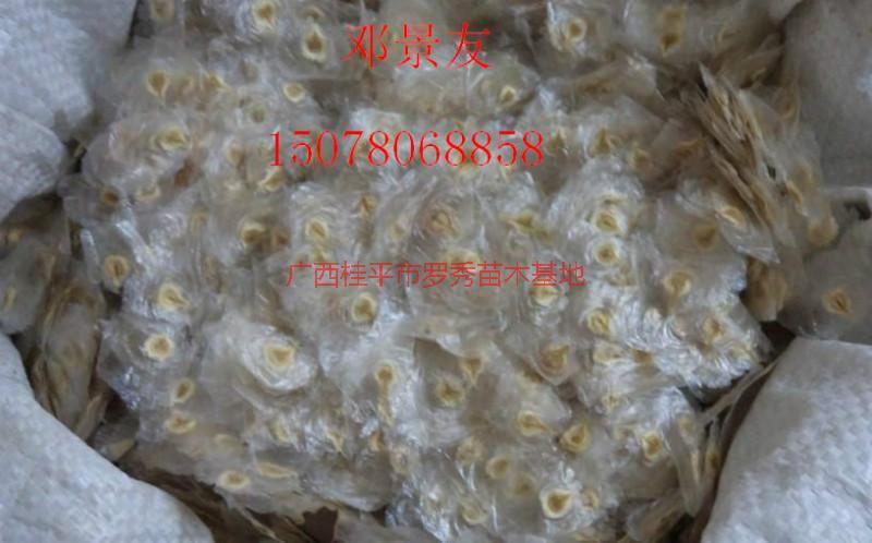 供應(yīng)火焰木種子