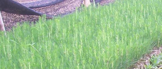 供應(yīng)加勒比松種子種殖技術(shù)