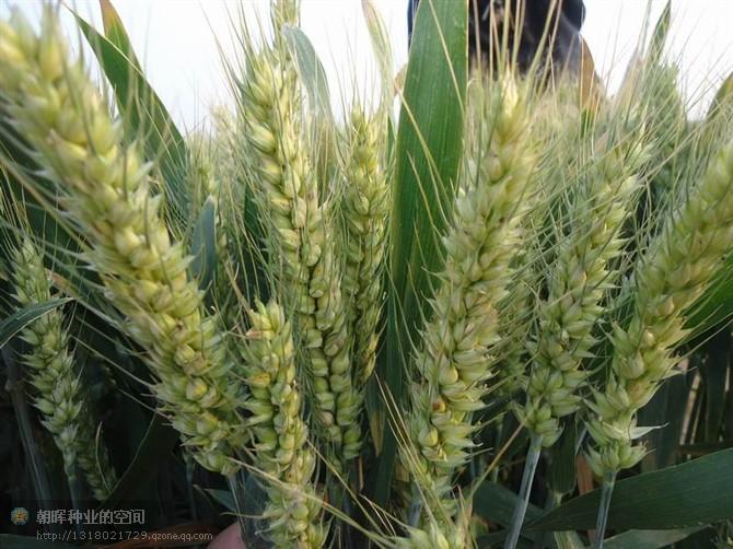 超級(jí)抗旱小麥新品種——山農(nóng)優(yōu)麥2