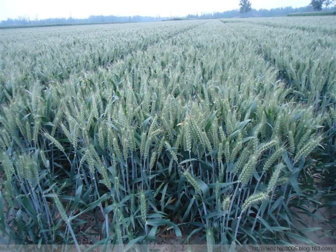 超級(jí)小麥-航麥247