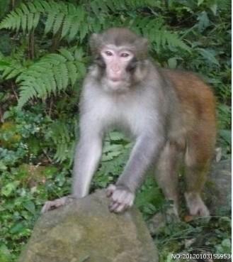 供應(yīng)兔抗猴IgG多克隆抗體（H+L）