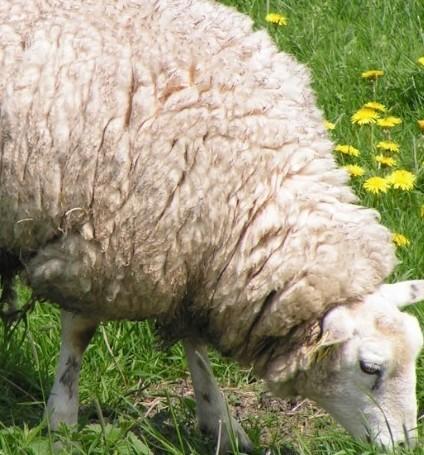 兔抗綿羊IgG多克隆抗體H+L圖片