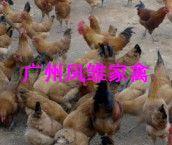 供應(yīng)青腳雞苗