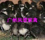 供應(yīng)大量黑腳雞苗