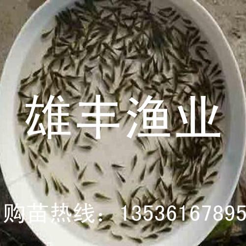 良種南方大口鯰魚苗茂名鯰魚苗圖片