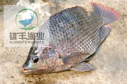 供應廣西梧州優(yōu)質(zhì)新吉富羅非魚苗