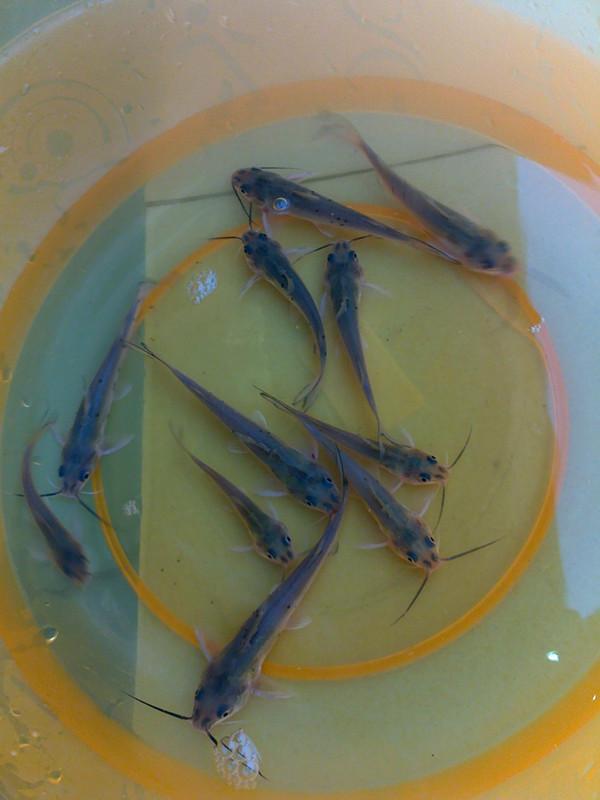 茂名優(yōu)質(zhì)斑點叉尾鮰魚苗圖片